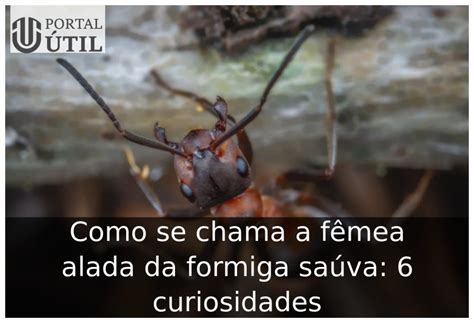 como se chama a fêmea da formiga saúva